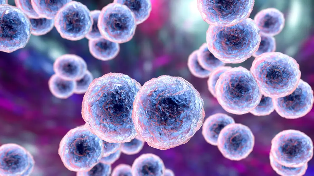 Moraxella catarrhalis bacteria, illustration. Gram-negative aerobic bacterium, diplococcus, causes infections of respiratory system